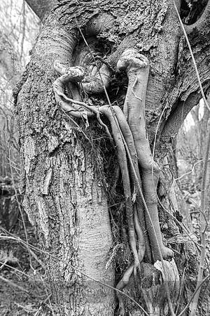 Nurse Tree