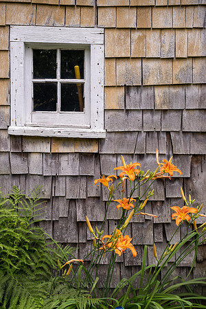 Tiger Lilies