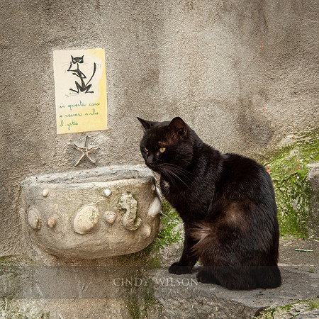Il Gatto Nervoso, Positano, 2006