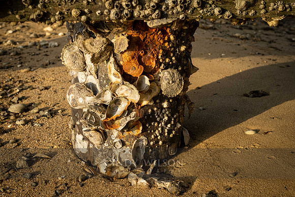 Crusty Piling, Wellfleet