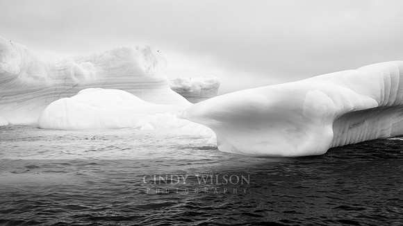 Iceberg Alley