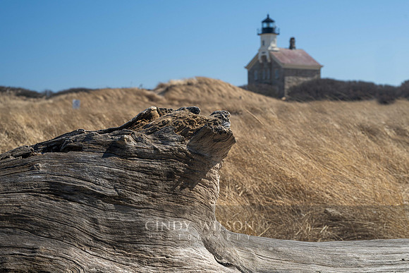 Driftwood, North Light