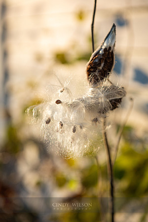 Web of Milkweed