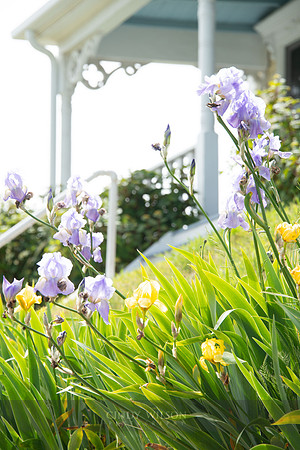 Porch with Irises, Block Island