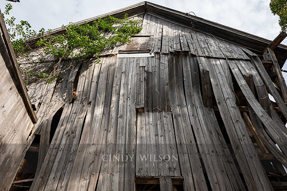 Looking Up, Palmer Farm, No Stonington