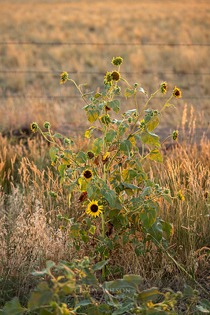 Backlit Badlands