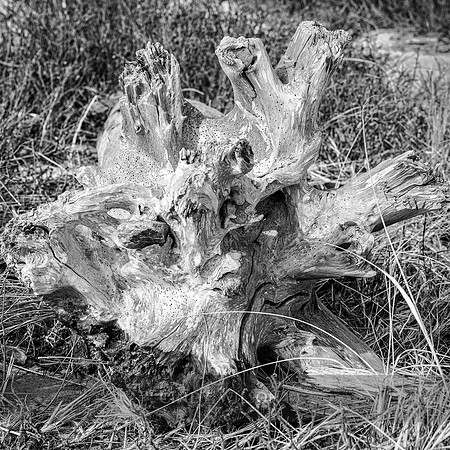 Root Skeleton