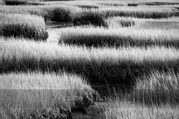 Marsh Scape