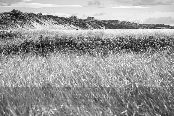 Beach Grasses, Charlestown Beach