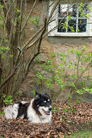 Cranberry Hill Dog