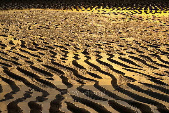 Serpentine Tide