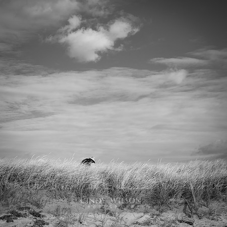 In the Grass Block Island 2025