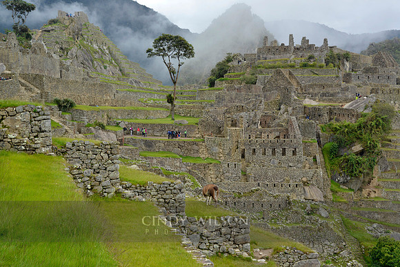 Machu Picchu 345