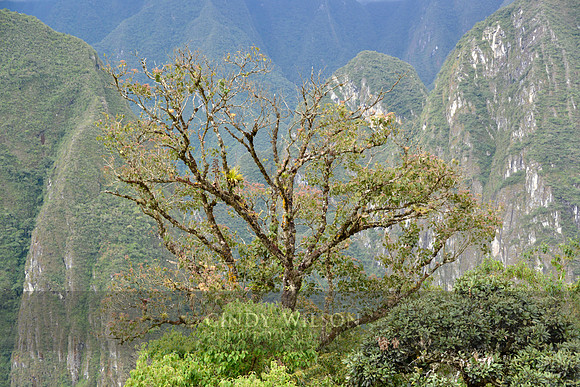 Machu Picchu 531
