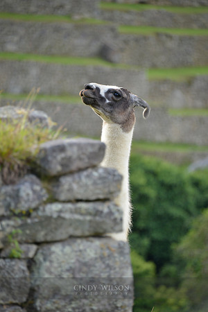 Machu Picchu 632