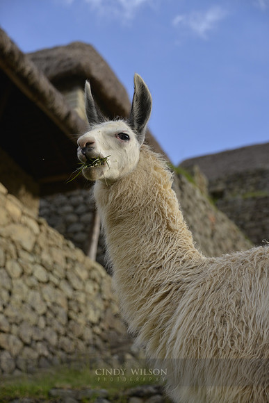 Machu Picchu 638