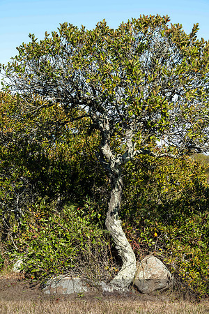 Dancing Tree, Turnip Farm