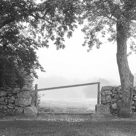 Gate in a Meadow