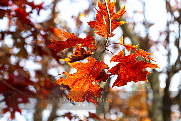 Oak Cluster