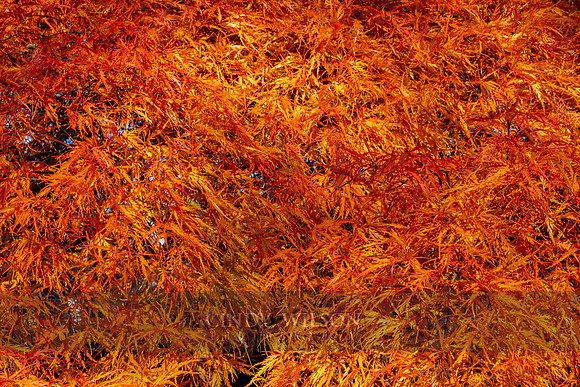 Maple Fireworks