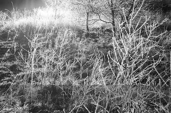 Winter Brush