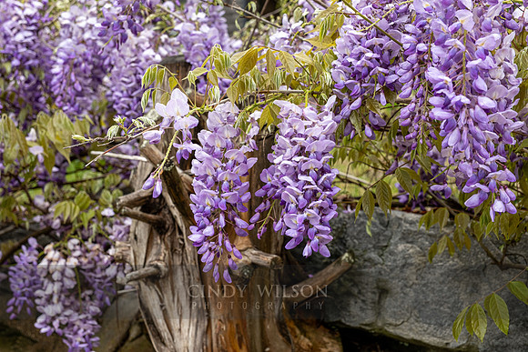 Wisteria, Lafayette