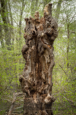 Bared Burls