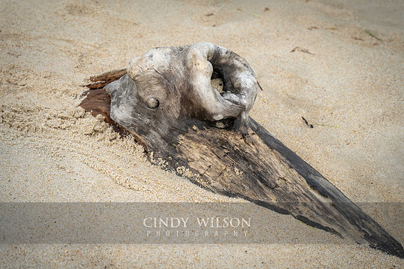 Buried Fish