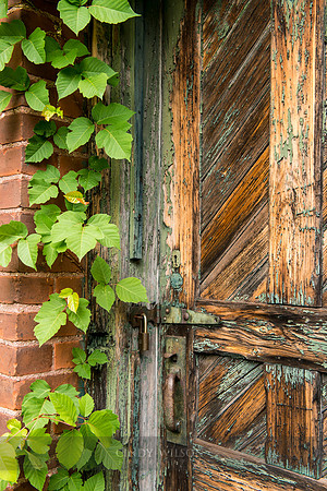 Overgrown, Woonsocket