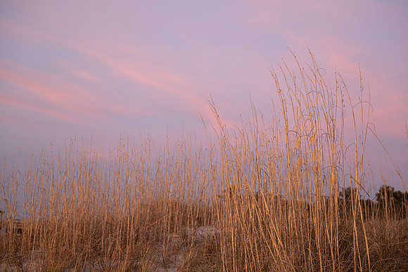 Evening Grasses, Wilmington, NC  2025