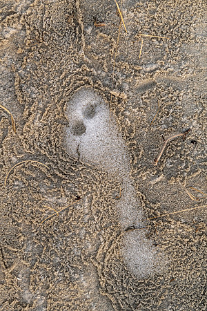 Ghostly Step, 2025