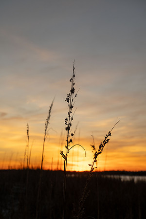 Sprouts at Sunset, 2025