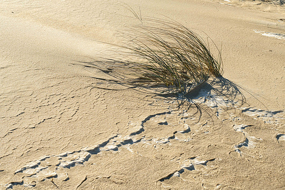 Blowing in the Wind, Virginia Beach, 2025