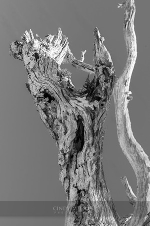 Rising Limbs of Fire