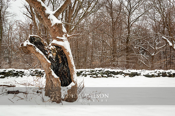 The Hollow Tree