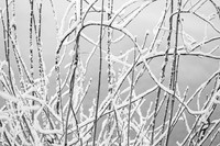 Web of Snow