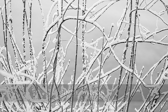 Web of Snow