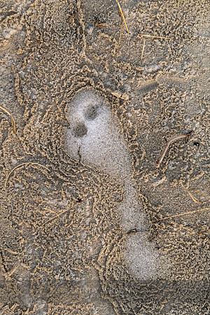 Frozen Ghost