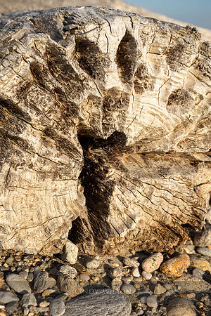Log Face