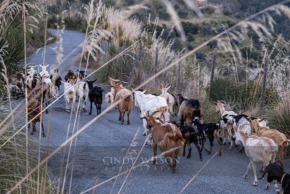 Herding Home, Monte Stella