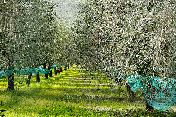 Olive Grove, Mainolfo
