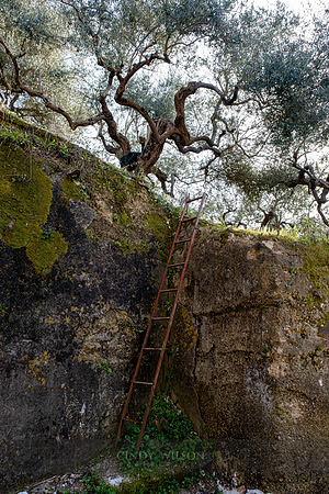 Ladder to a Grove, Laureana Cilento