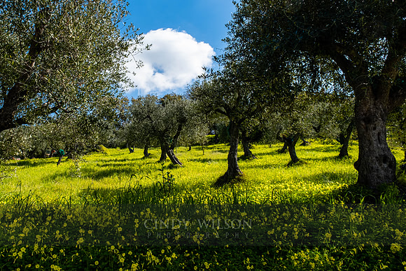 Yellow Meadow, 2022