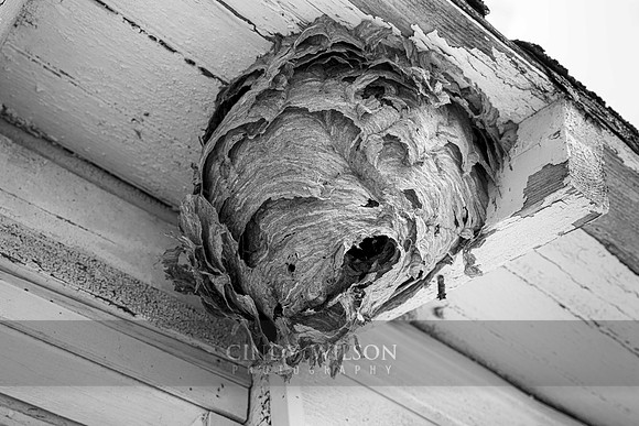 Face in a Hive