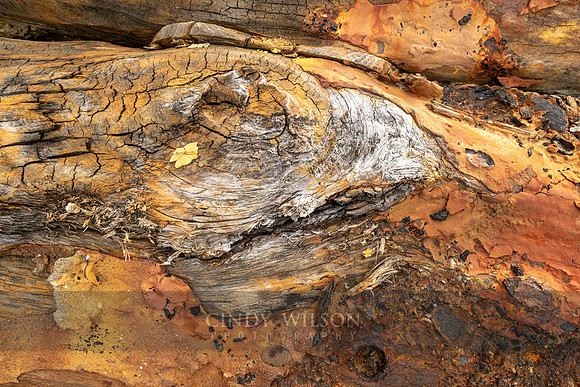 Driftwood Eye, Newfoundland
