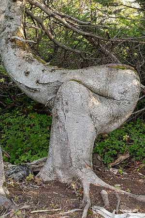 Squatter, Western Brook, Newfoundland 2024