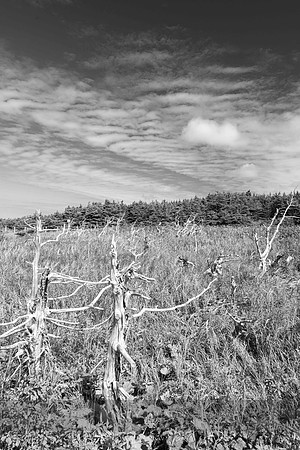 Hillside, Arches Provincial Park