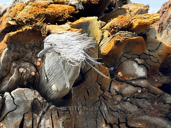 Driftwood Bird, 2024