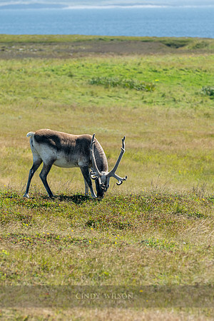 Caribou, Port aux Choix, 2024