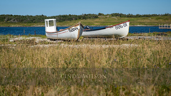 Two Punts, Flowers Cove, 2024